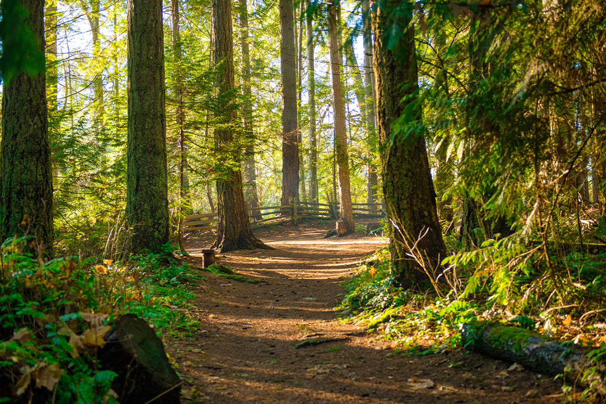 Trail in the forest